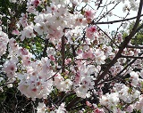 cherry blossoms!